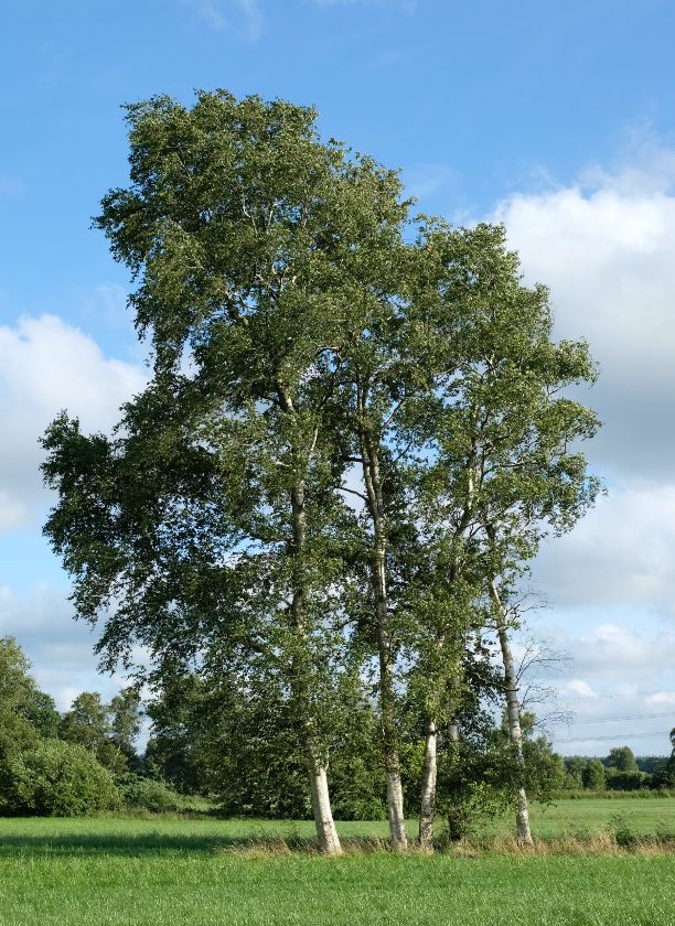 Die Moorbirke, Baum des Jahres 2023 – {source?html}
