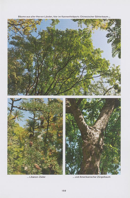 Überlebenskünstler und Zeitzeugen – Bäume so alt wie die Stadtgärtnerei – Seite 2