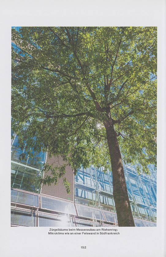 Stadtgrün: Die Buche geht, der Zürgelbaum kommt – Seite 1