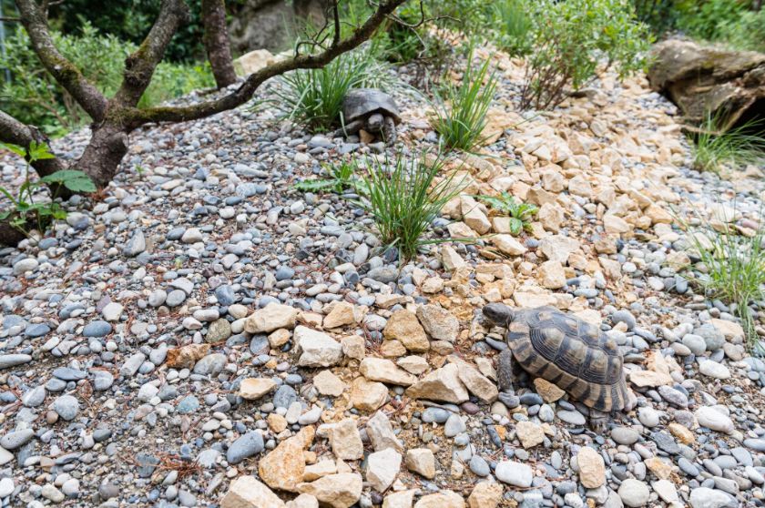 Breitrandschildkröte in der neuen Schildkrötenanlage – {source?html}