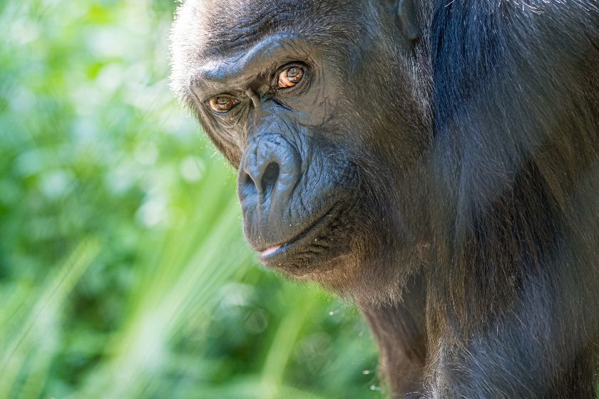 Gorilla Quarta, Zoologischer Garten Basel – {source?html}