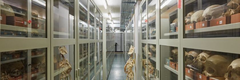 Naturhistorisches Museum Basel, Anatomische Sammlung – {source?html}