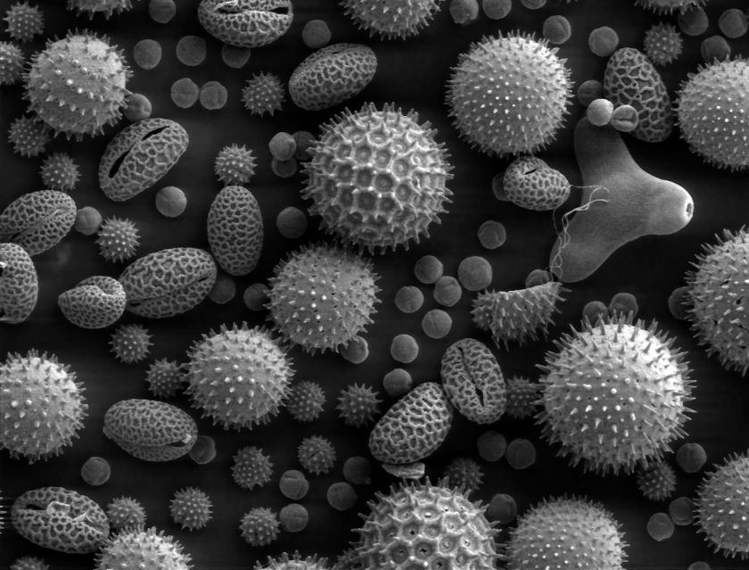Pollenkörner unterm Mikroskop – {source?html}
