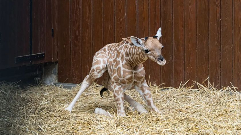 Neugeborenes Giraffen-Kalb Tufani – {source?html}