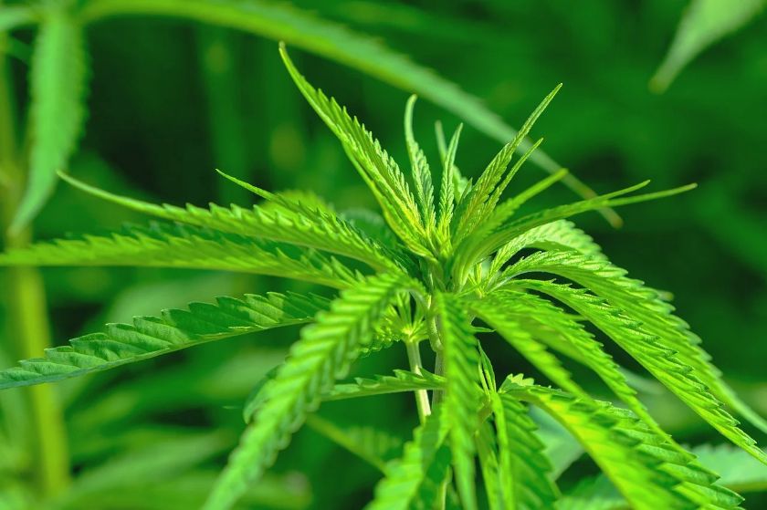 Cannabis-Pflanze – {source?html}