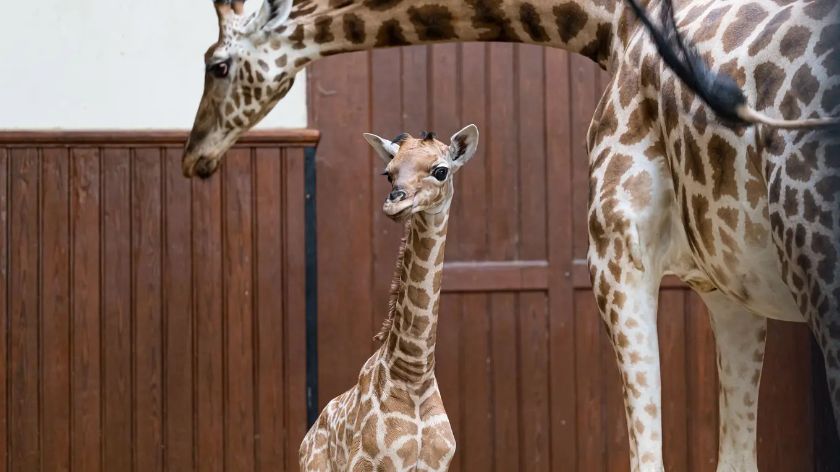 Neugeborenes Giraffen-Kalb Tufani – {source?html}
