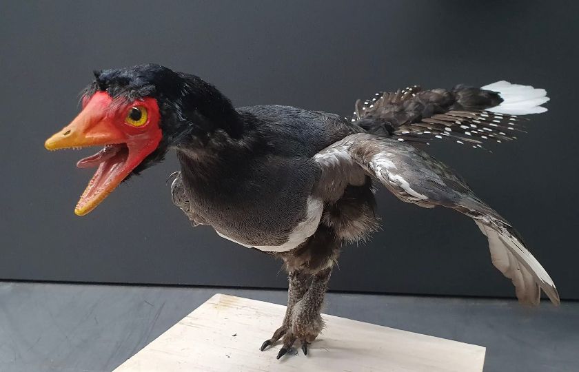 Rekonstruierter Urvogel Archaeopteryx – {source?html}
