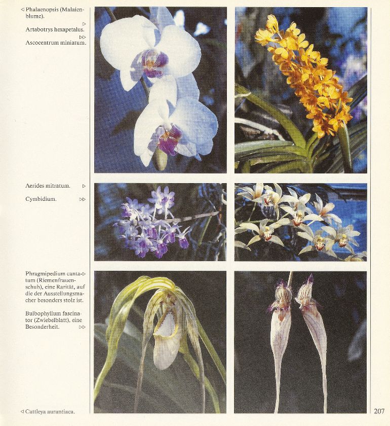 Zum 400. Geburtstag eine Orchideen-Ausstellung – Seite 2