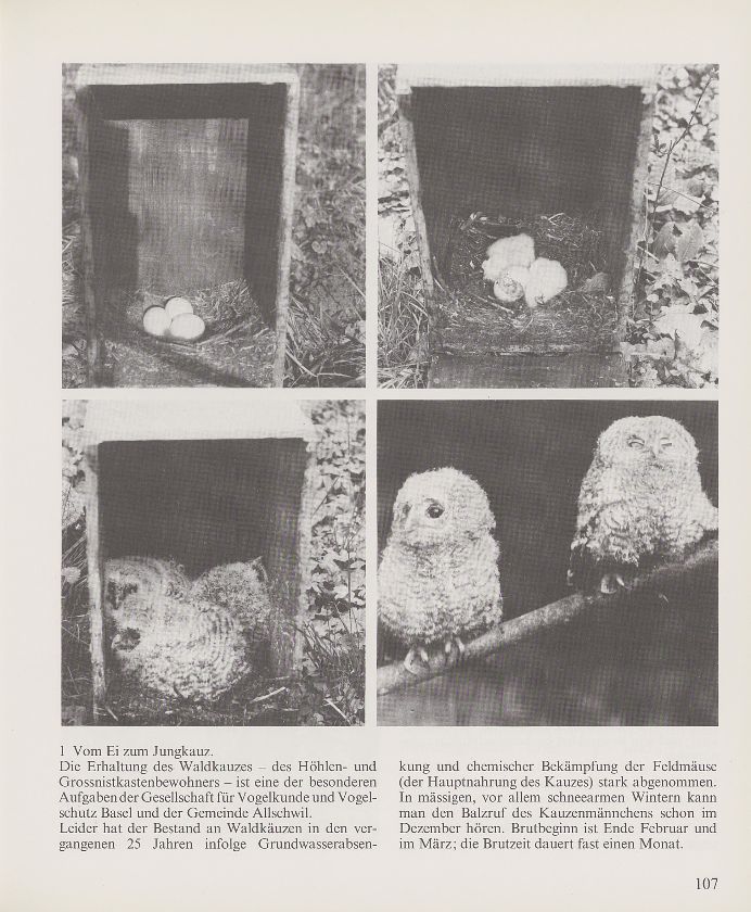 50 Jahre Vogelschutz – Seite 3