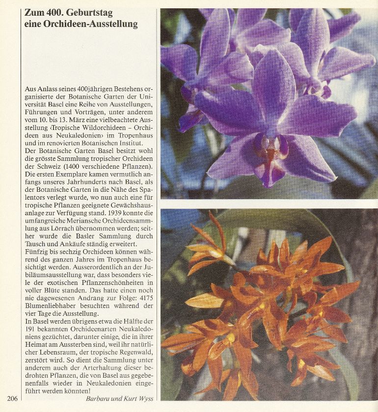 Zum 400. Geburtstag eine Orchideen-Ausstellung – Seite 1